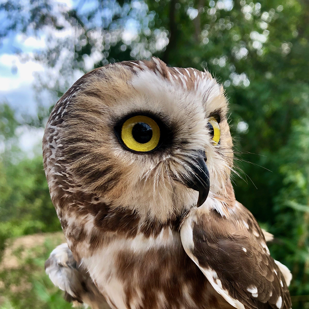 Atwood the Northern Saw-whet Owl.