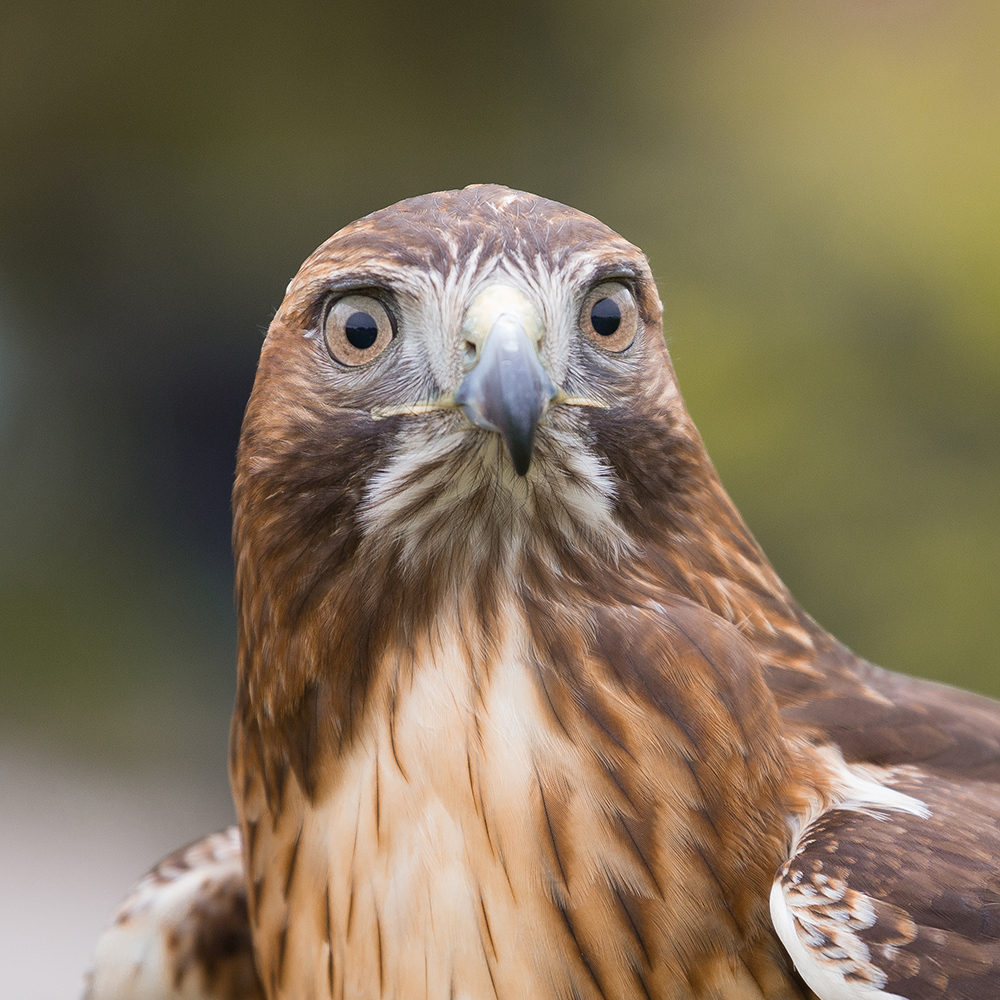 Freyja the Red-tailed Hawk.