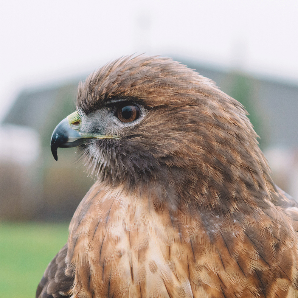 Indiana the Red-tailed hawk