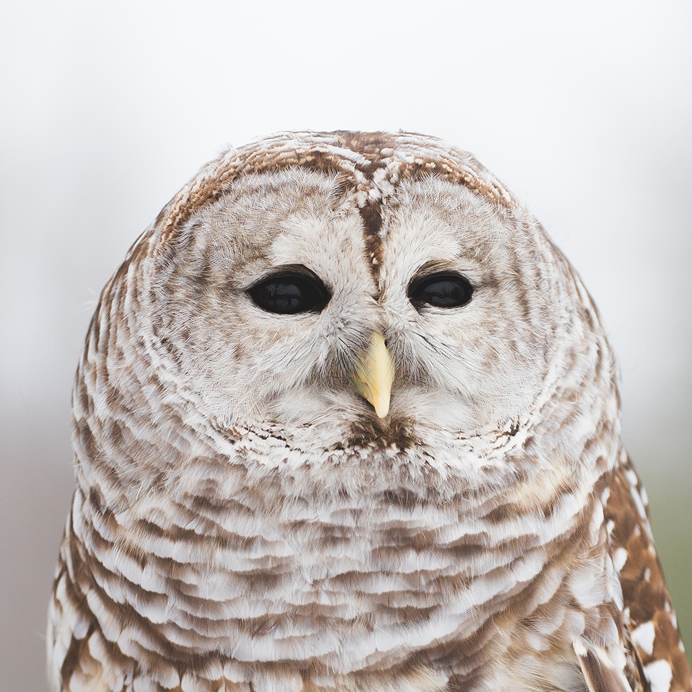 Mowat the Barred Owl