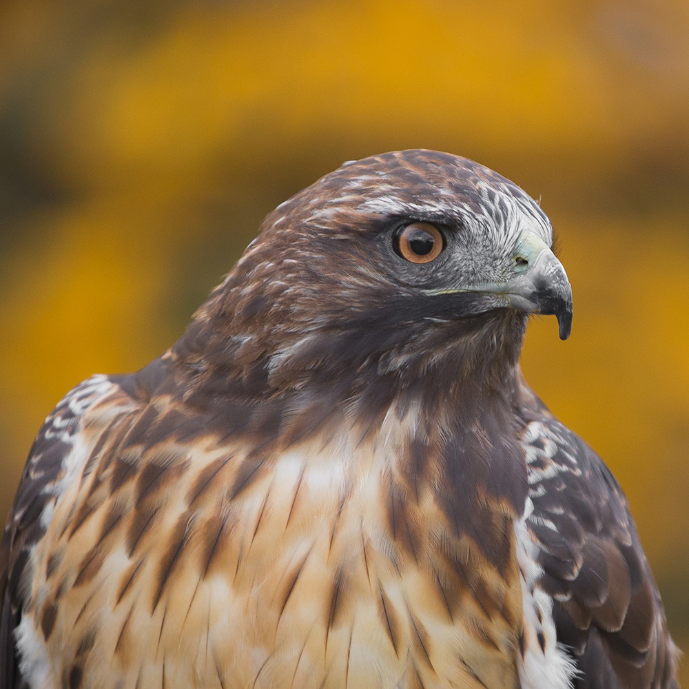 Sibley the Red-tailed Hawk
