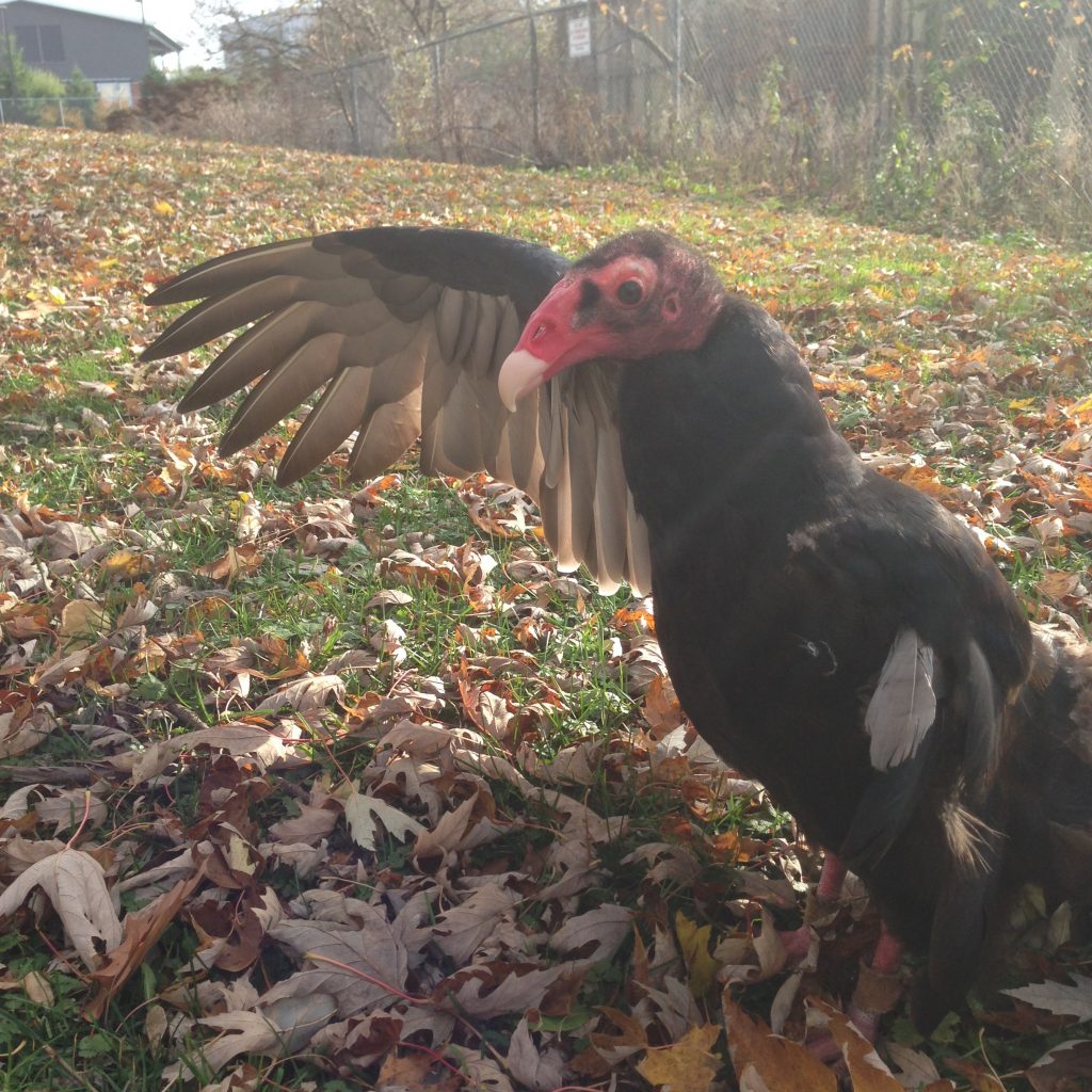 Socrates the Turkey Vulture spreading one wing.