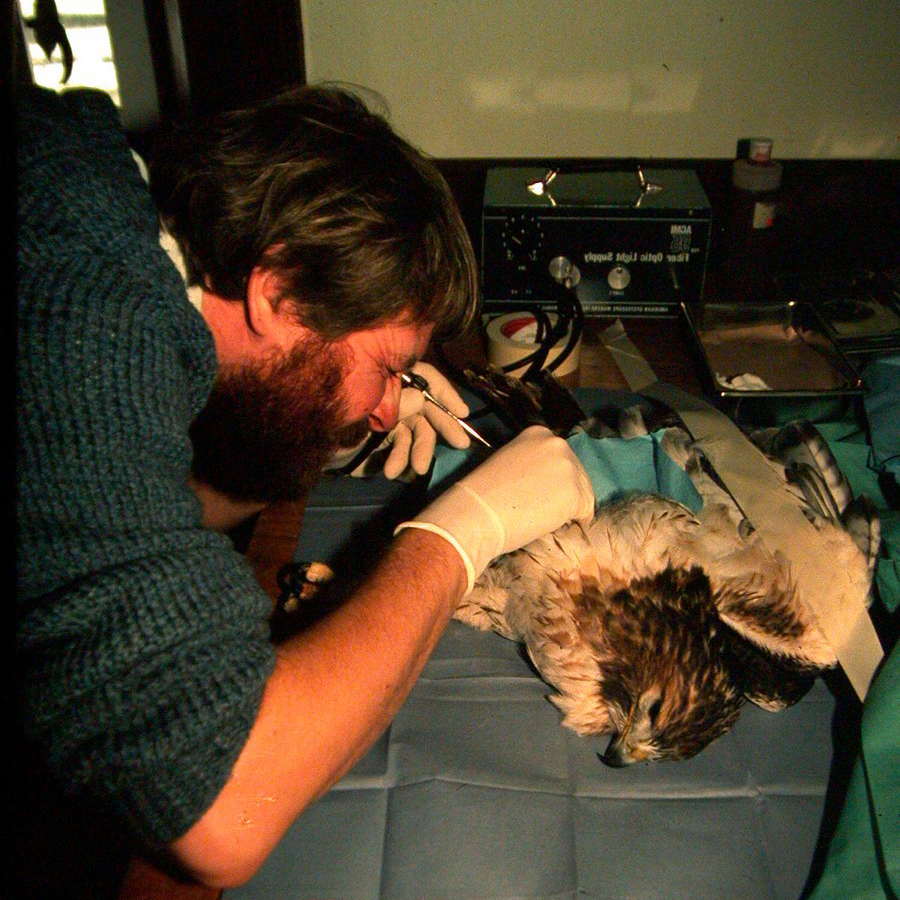 A veterinarian examines an injured hawk.