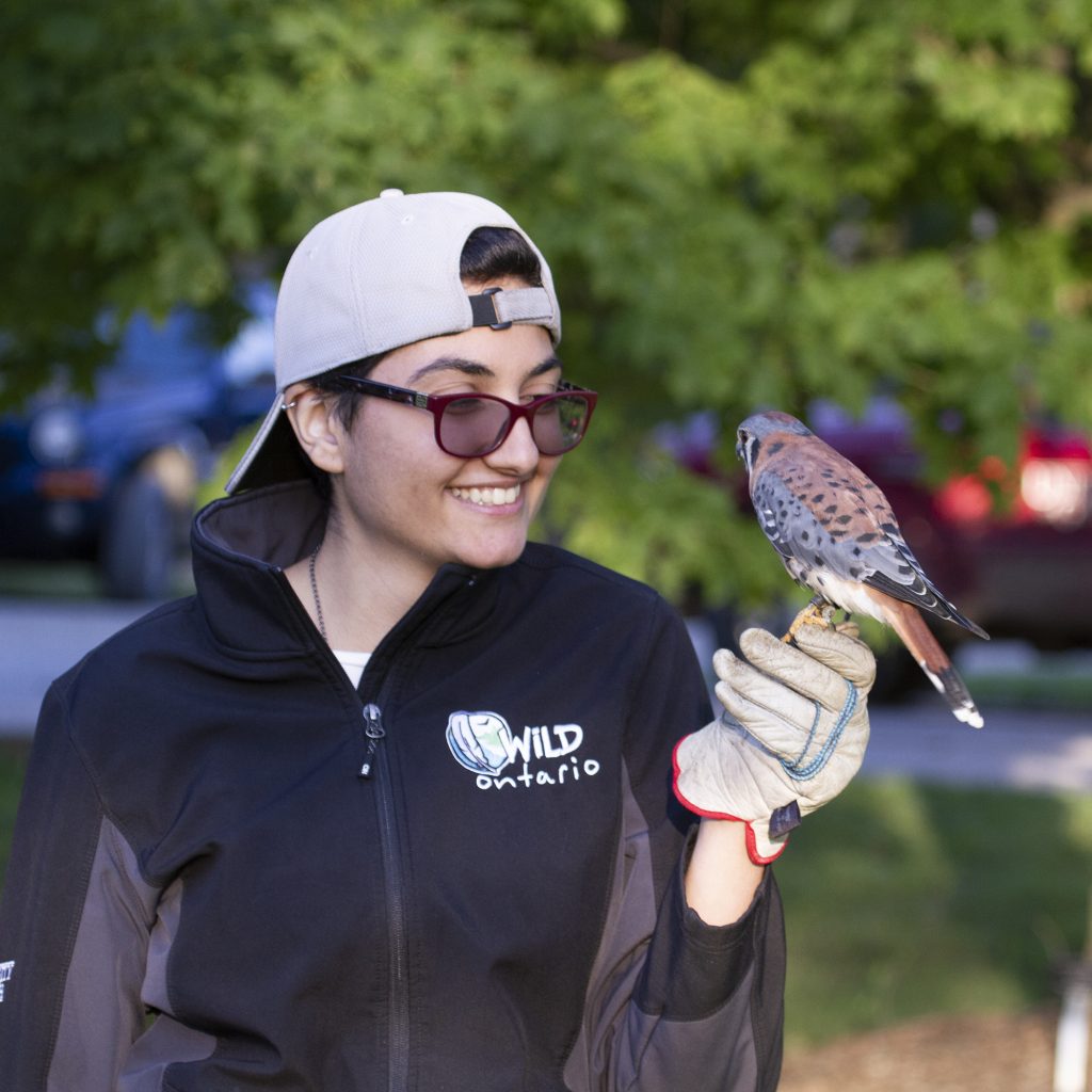 a university student interacts with a small falcon