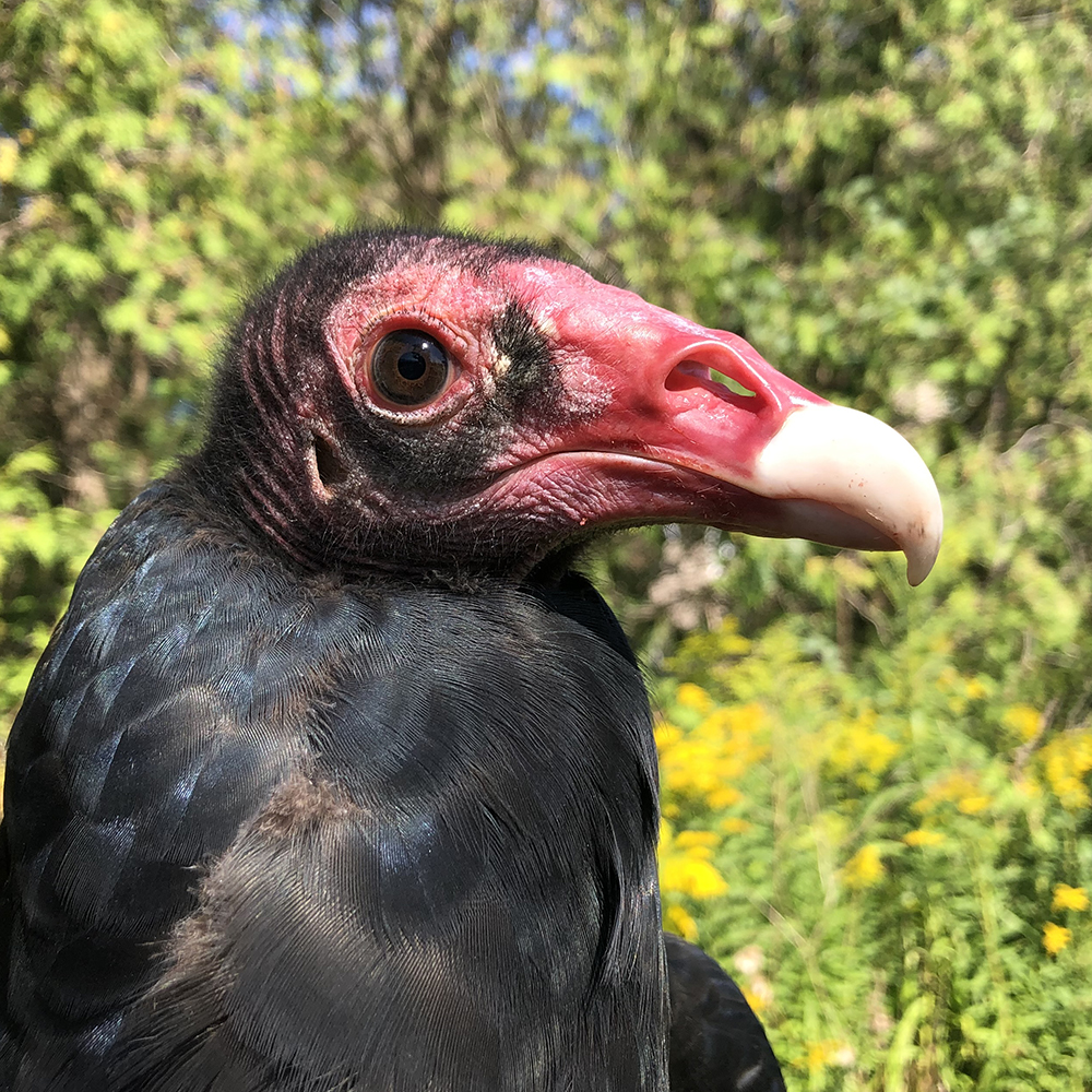 Grimsby the Turkey Vulture