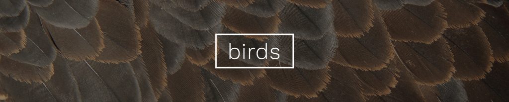 Birds – Wild Ontario