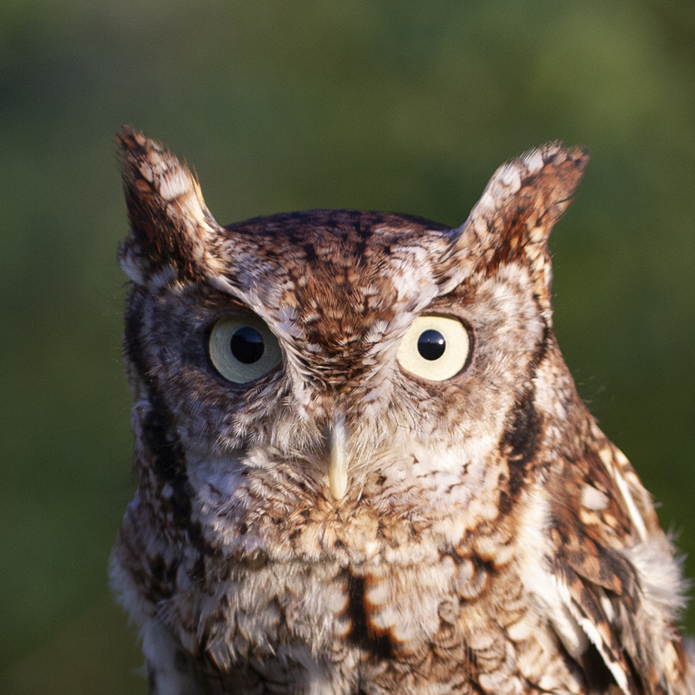 Newton the Eastern Screech-Owl
