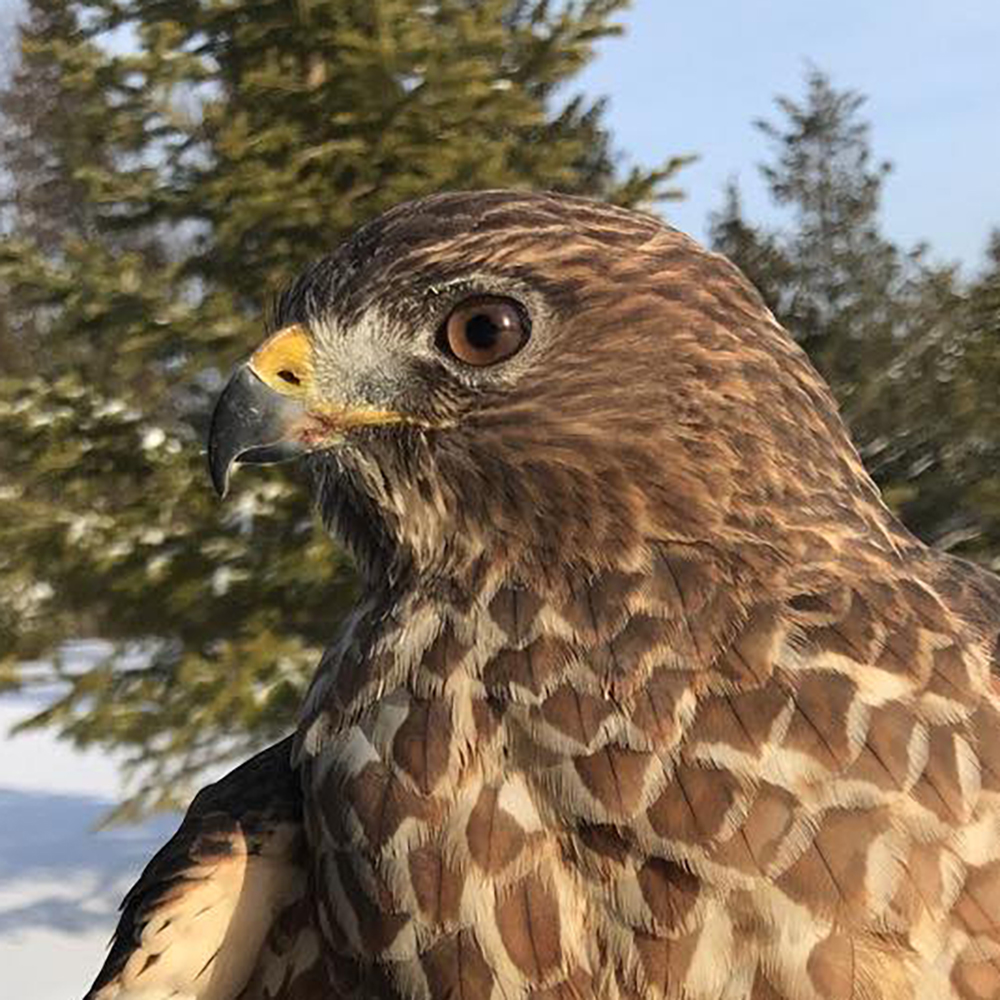 Quito the Broad-winged Hawk